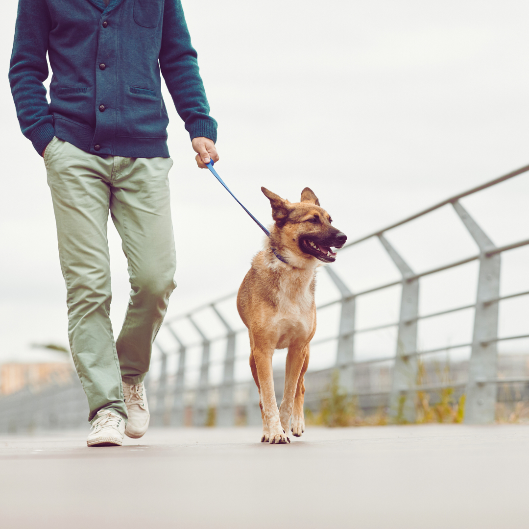Person walking a dog on a leash with a blurred background